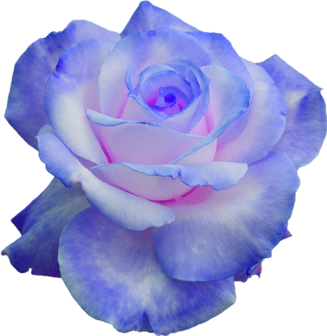 Rose Flower Purple Blue Hair Clothes Tumblr