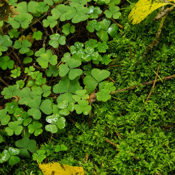 dpcgreen green clover plants spring freetoedit