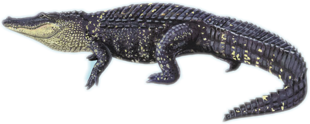 Gator Freetoedit Sticker By @anthonyhopkins3