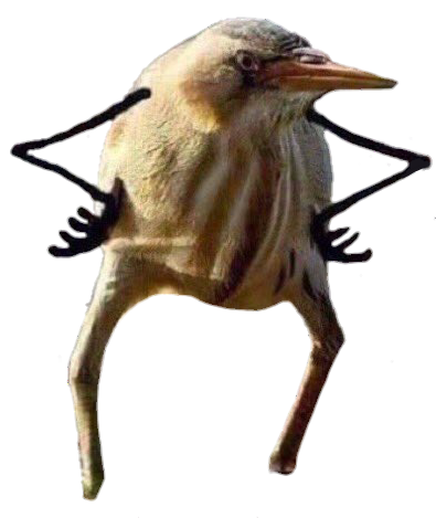 Bird meme. ТЭК блэт птица. Птичка киви так блэт. Киви птица. Мем с птицей так блэт