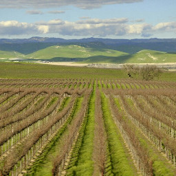 freetoedit california winecountry vineyard grapevines