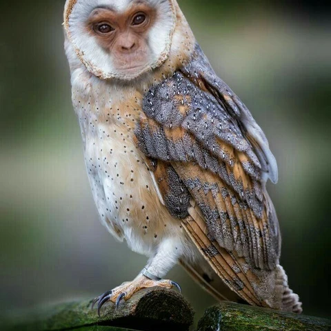 Animal Hybrid Edit Challenge by PicsArt on Picsart Animal Hybrid Edit Challenge by PicsArt on Picsart