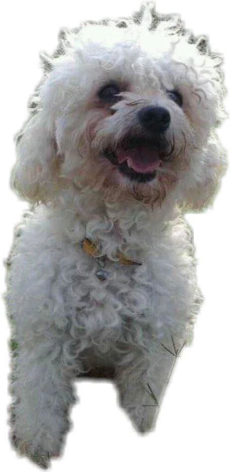 Perro Stickers Animales Sticker By Hernandez Yaneisi Perro Stickers Animales Sticker By Hernandez Yaneisi