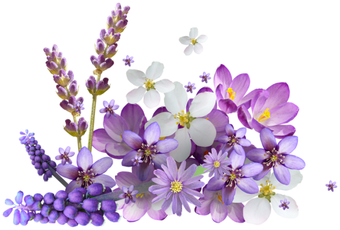 Blossom Flower PNG Image - PurePNG  Free transparent CC0 PNG Image Library