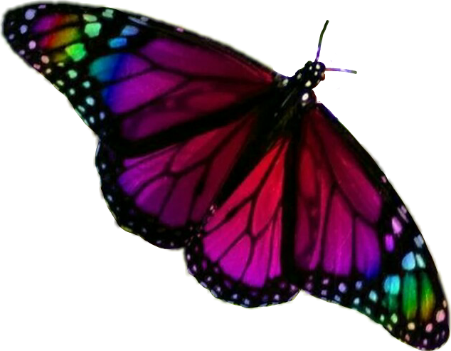 butterfly schmetterling colorful sticker by @kaiserlilie